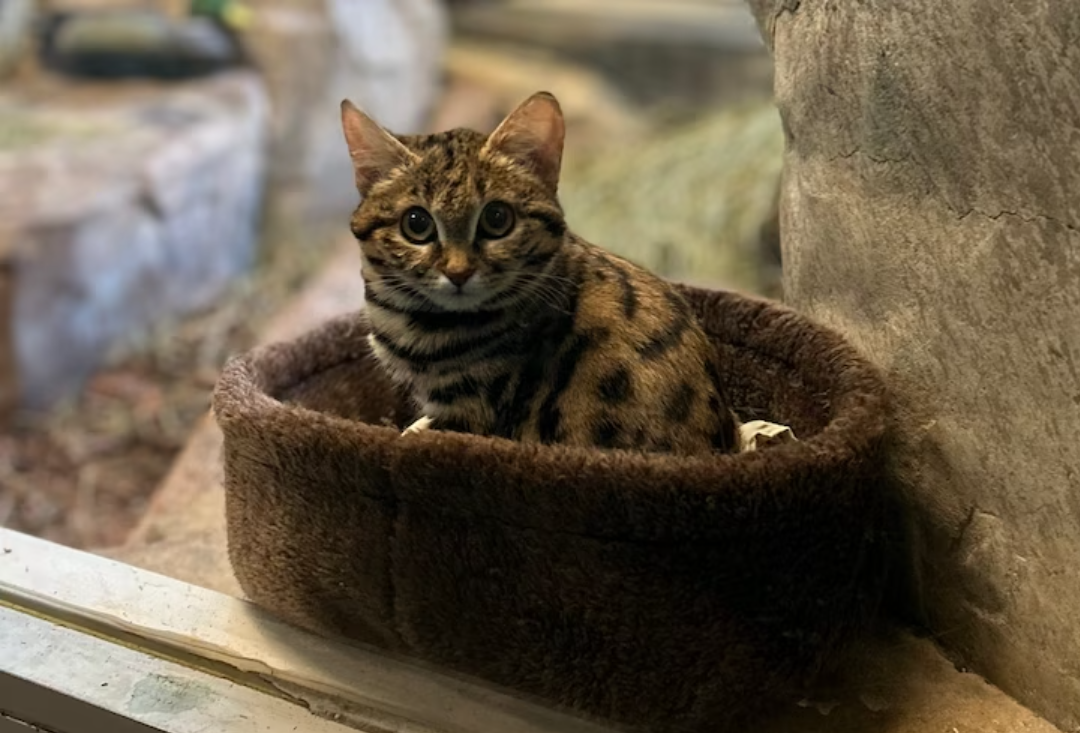 Ця крихітка - лютіша і небезпечніша за лева. Який вигляд має дуже рідкісний хижак